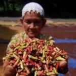 Petani Cengkeh di Malut Enggan Jual Hasil Panen Karena Takut Merugi