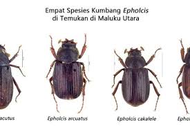 Empat Spesies Baru Kumbang Ditemukan di Maluku Utara 