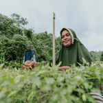 Petani Binaan Harita Nickel Sukses Kelola 1 Hektar Lahan, Siap Panen Ribuan Cabai Keriting