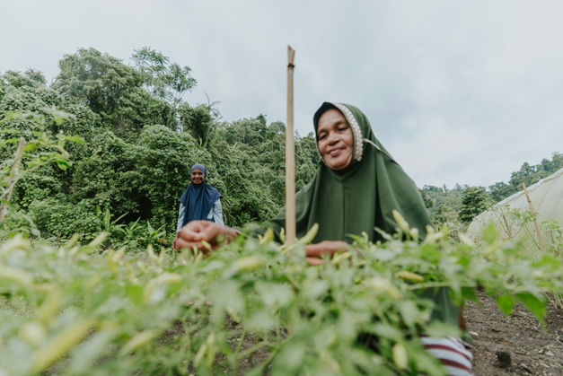 Petani Binaan Harita Nickel Sukses Kelola 1 Hektar Lahan, Siap Panen Ribuan Cabai Keriting